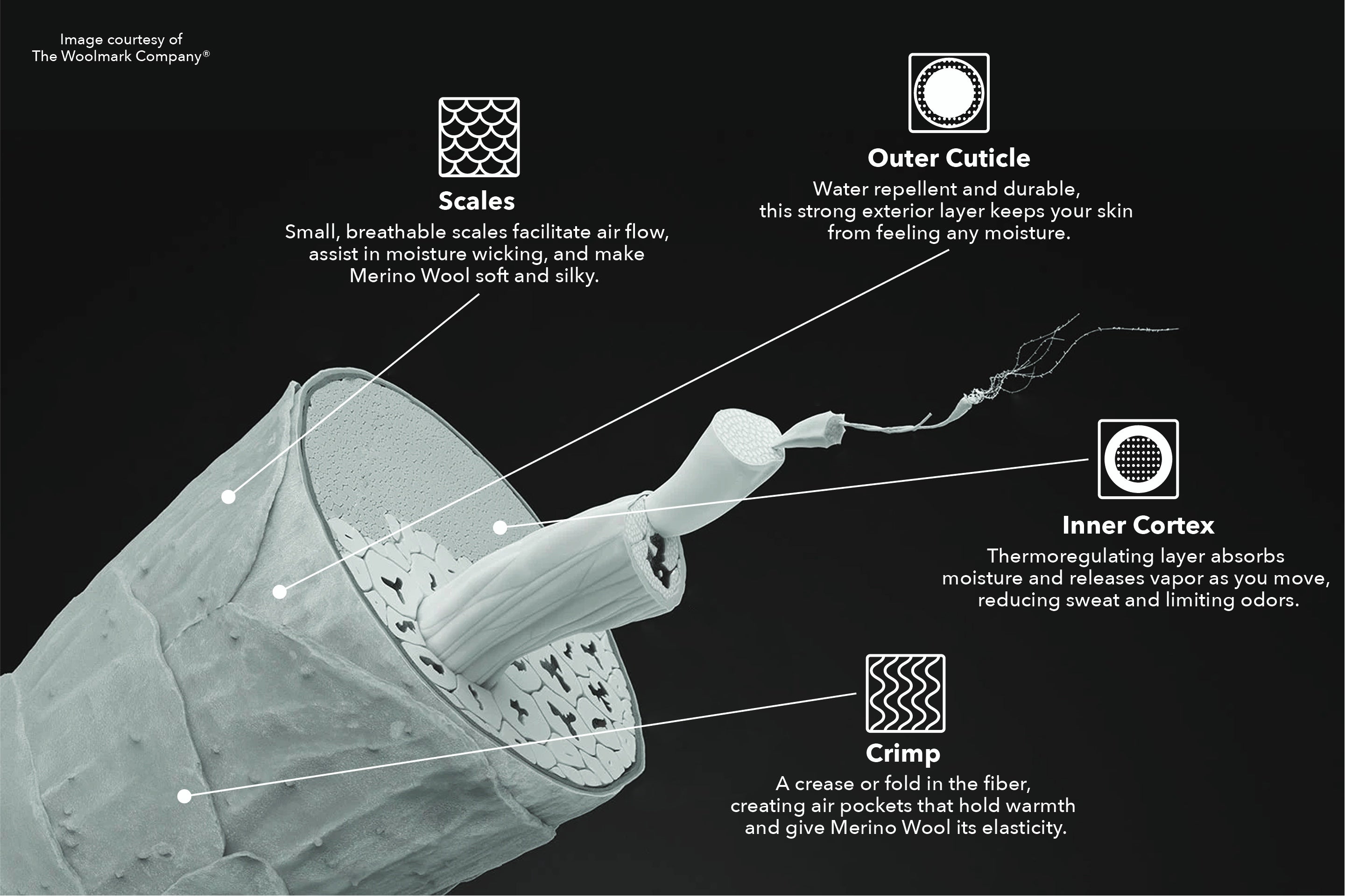 Infographic showing anatomy of a merino fiber, the crimp, scales, outer cuticle, and inner cortex